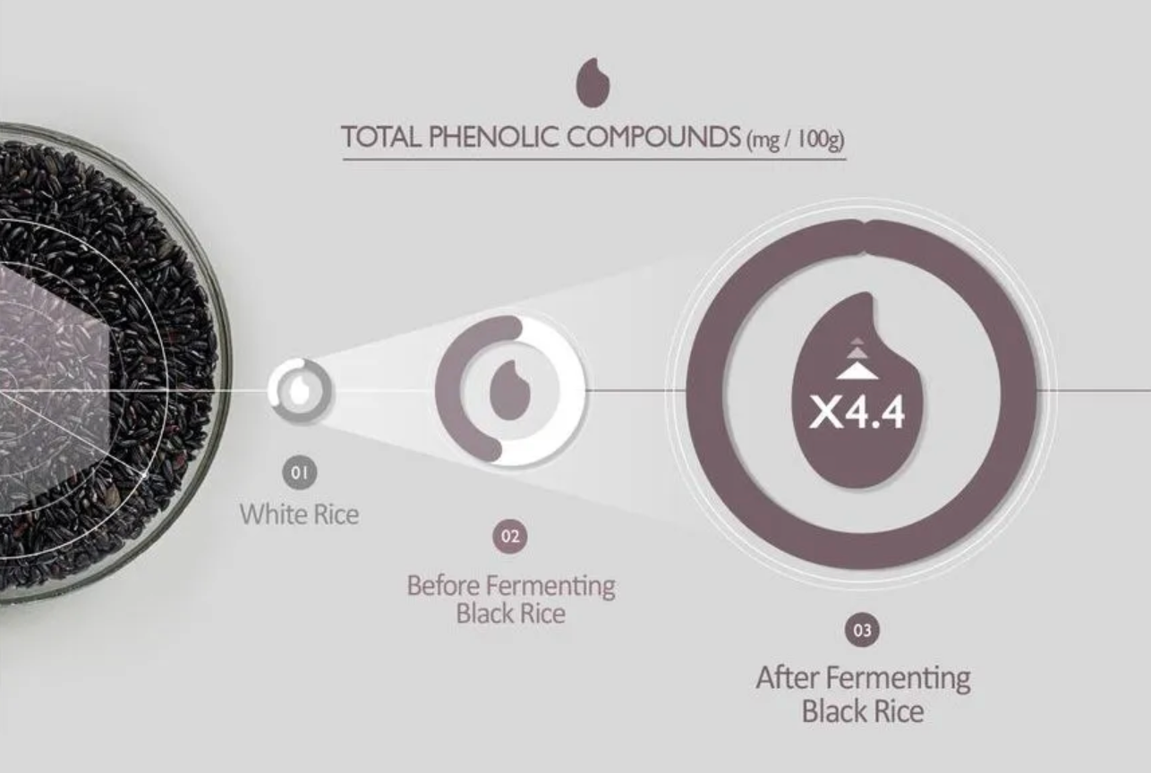 Diagram comparing total phenolic compounds in white rice, before and after fermenting black rice.